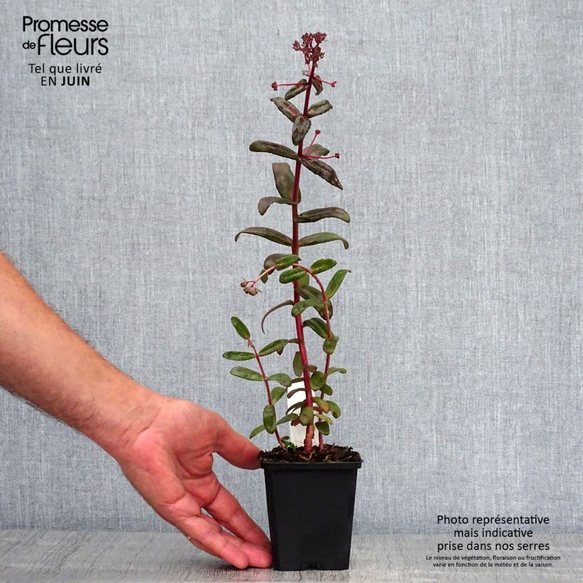 Esimerkki kesällä toimitetusta Syysmaksaruoho Purple Emperor Godet de 8/9 cm-taimesta