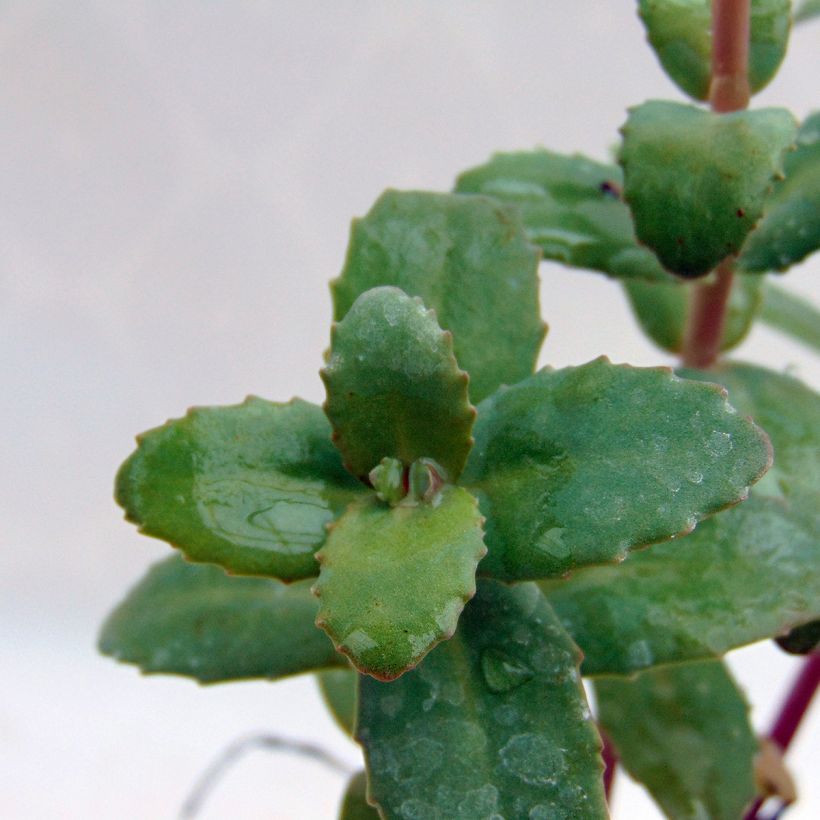 Syysmaksaruoho Red Cauli (Lehvistö)