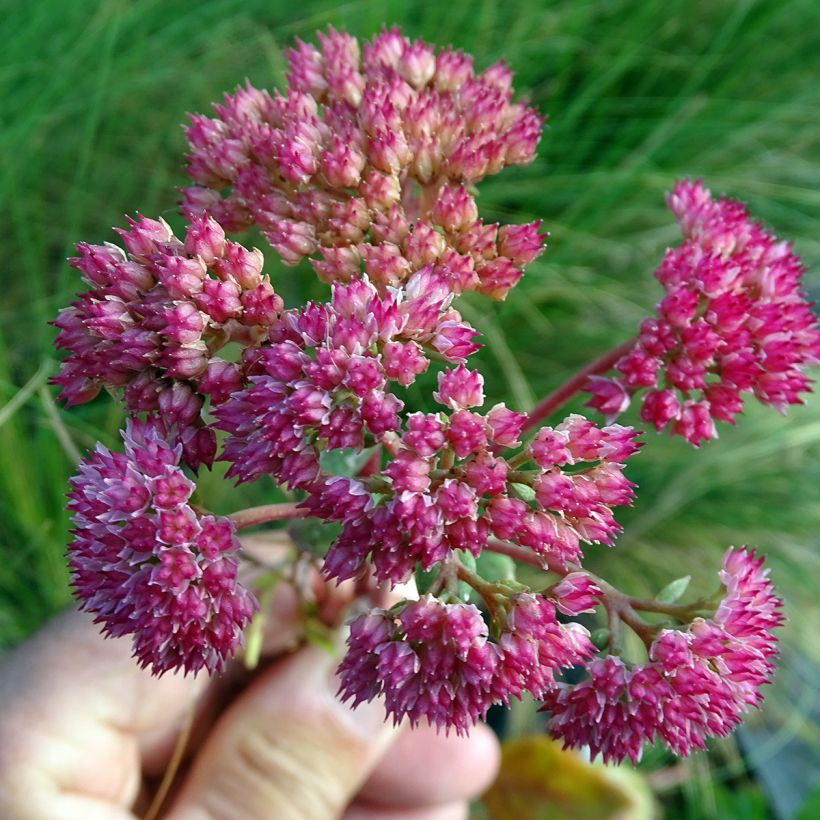Syysmaksaruoho Red Cauli (Kukinta)