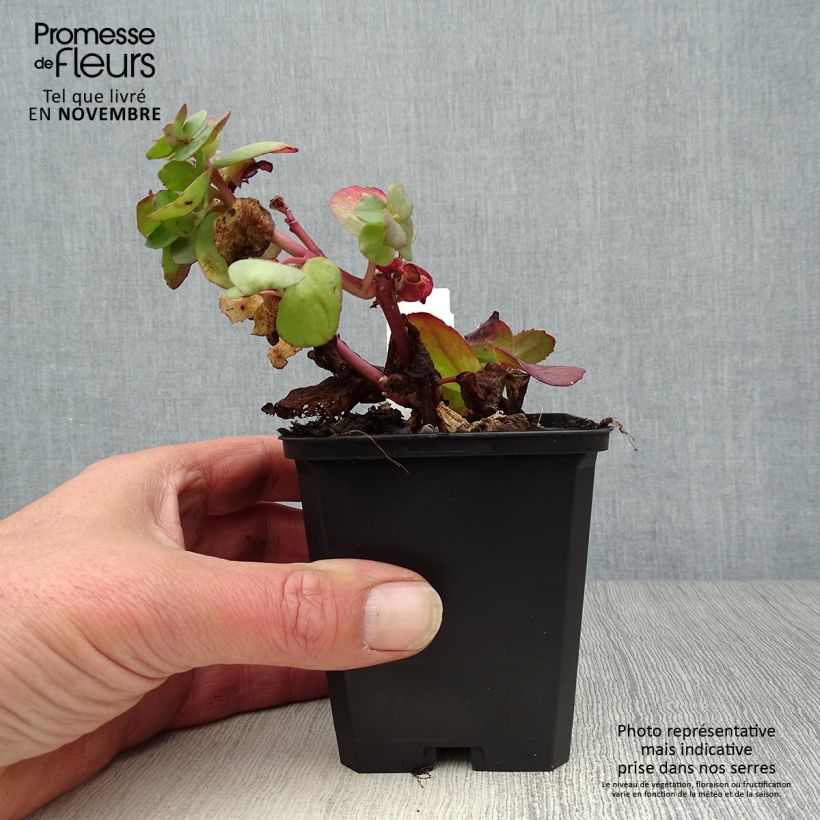 Esimerkki syksyllä toimitetusta Syysmaksaruoho Red Cauli 8/9 cm taimiruukku-taimesta