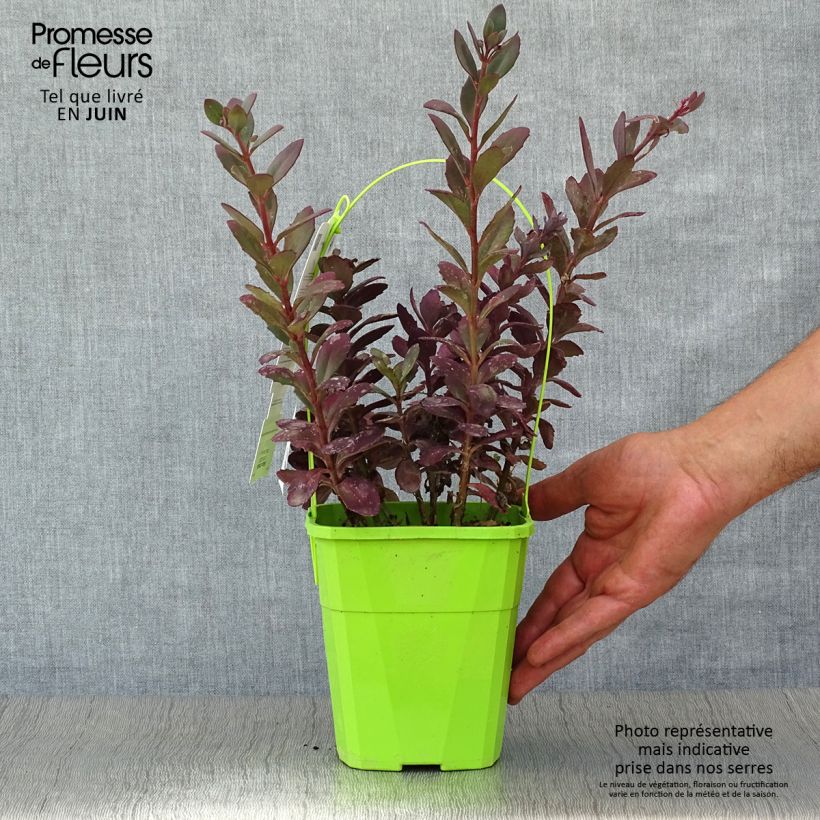 Esimerkki kesällä toimitetusta Syysmaksaruoho Sunsparkler Plum Dazzled Pot de 1,5L/2L-taimesta