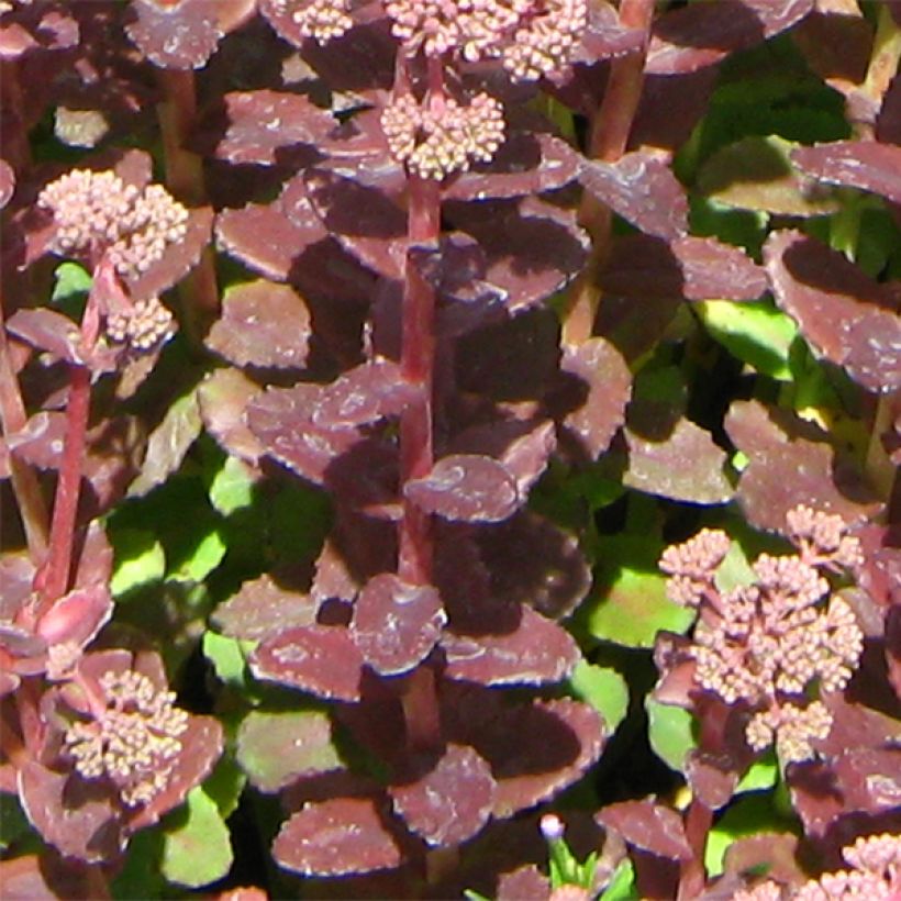 Syysmaksaruoho Stewed Rhubarb Mountain (Lehvistö)