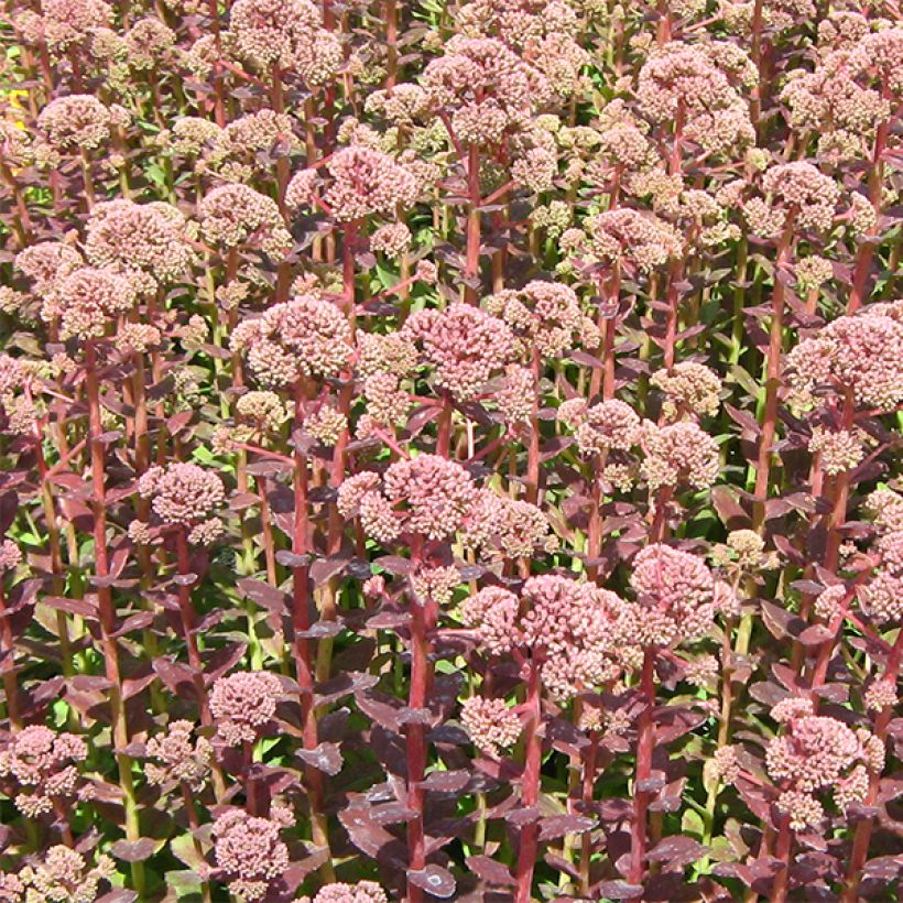Syysmaksaruoho Stewed Rhubarb Mountain (Kukinta)