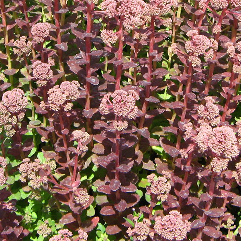 Syysmaksaruoho Stewed Rhubarb Mountain (Kasvutapa)