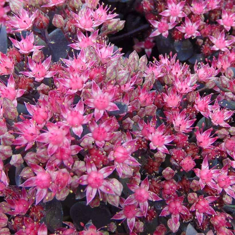 Syysmaksaruoho Sunsparkler Dazzleberry (Kukinta)