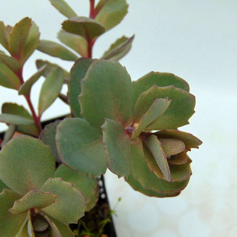 Syysmaksaruoho Sunsparkler Dazzleberry (Lehvistö)