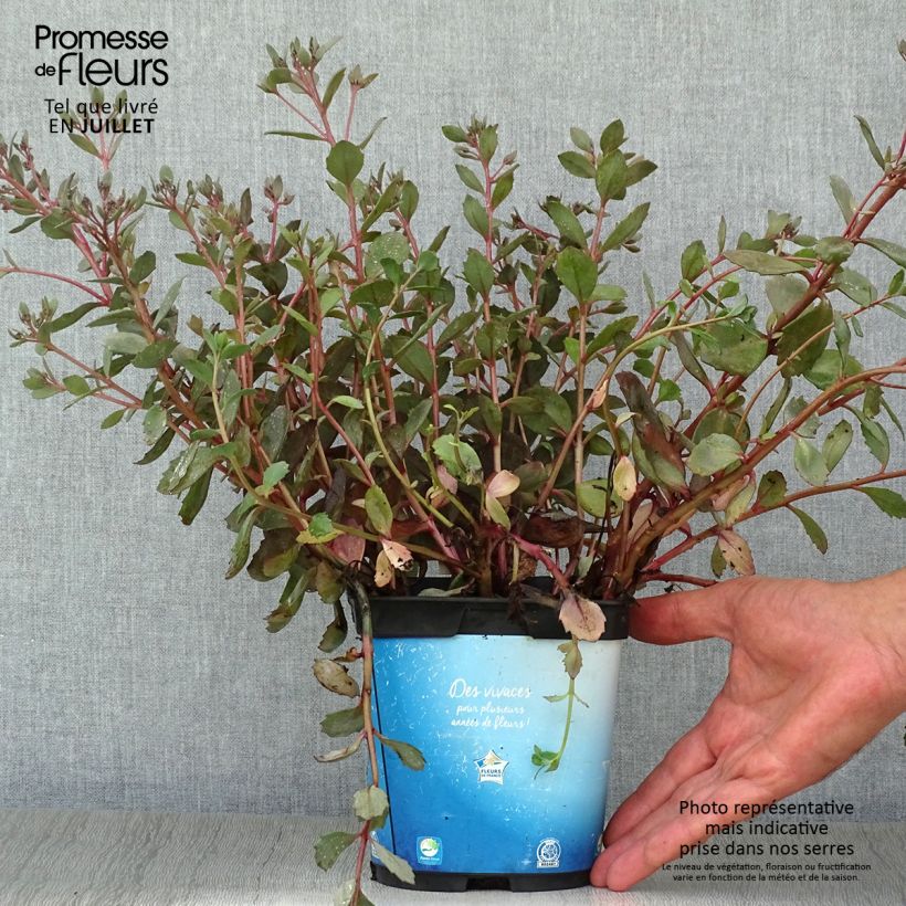Esimerkki kesällä toimitetusta Syysmaksaruoho Sunsparkler Dazzleberry Pot de 2L/3L-taimesta