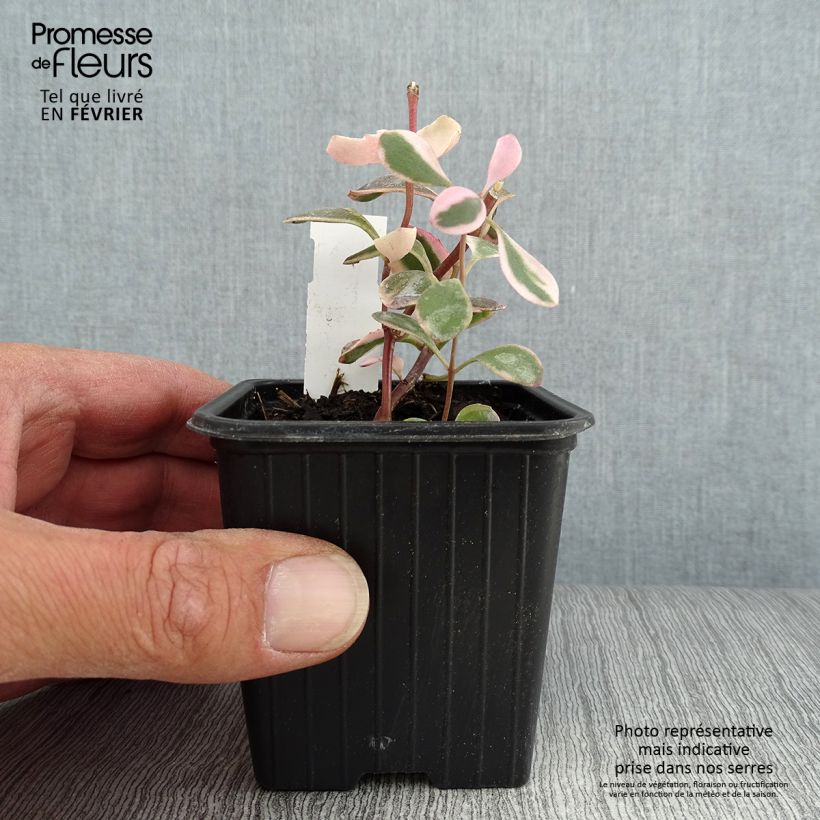 Esimerkki syksyllä toimitetusta Syysmaksaruoho Sunsparkler Dream Dazzler 8/9 cm taimiruukku-taimesta