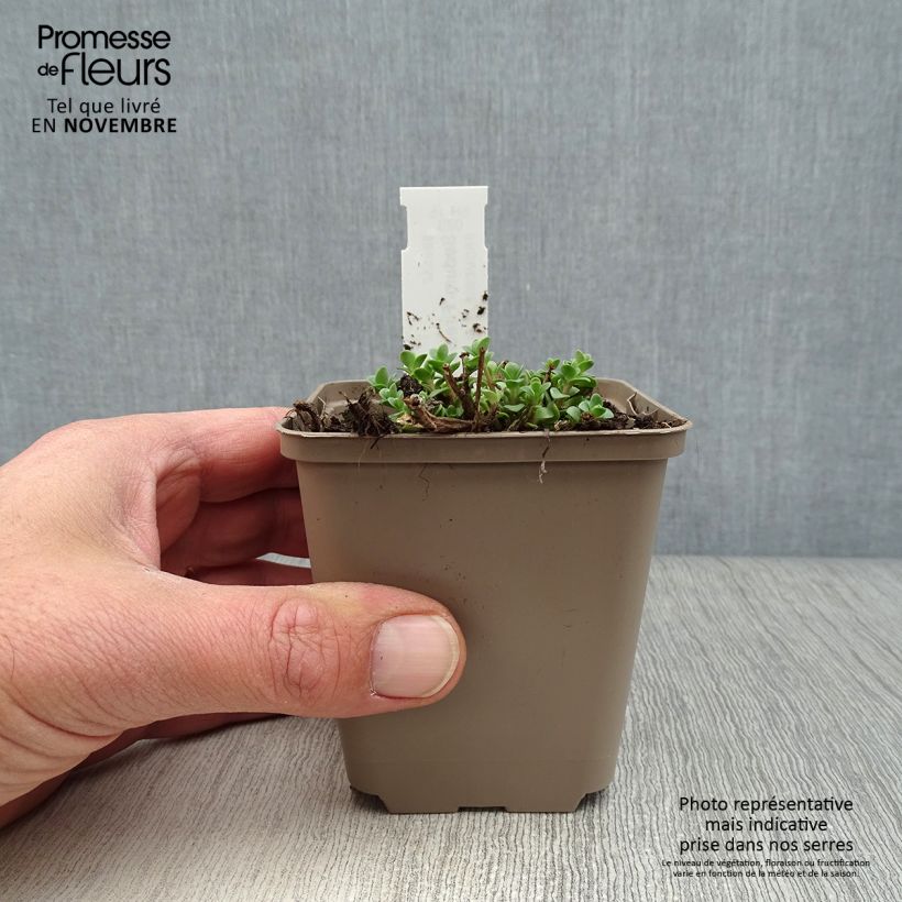 Esimerkki syksyllä toimitetusta Syysmaksaruoho Sunsparkler Firecracker 8/9 cm taimiruukku-taimesta