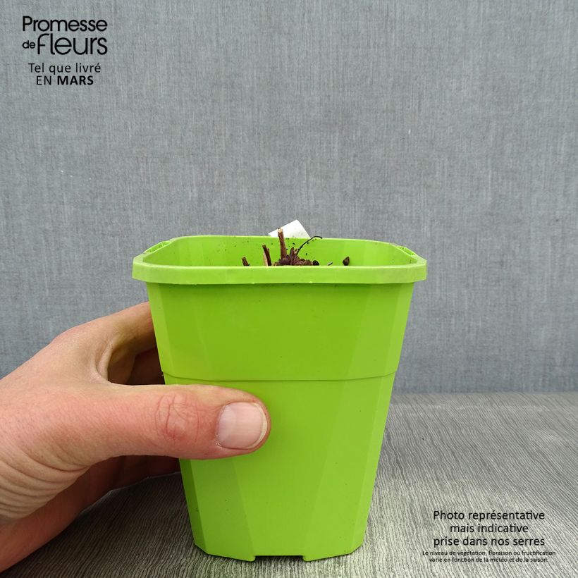 Esimerkki talvella toimitetusta Syysmaksaruoho Sunsparkler Jade Tuffet Pot de 1,5L/2L-taimesta