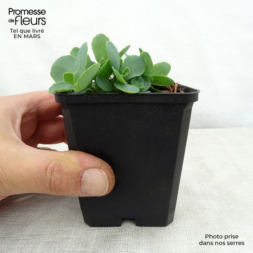 Esimerkki keväällä toimitetusta Syysmaksaruoho Tropical Night Godet de 8/9 cm-taimesta