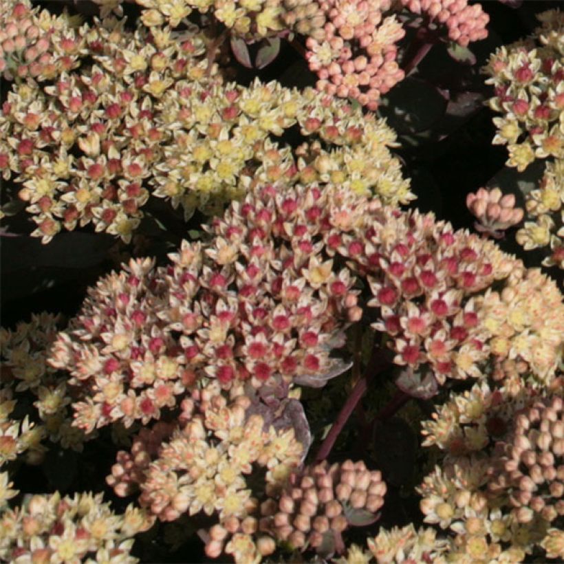 Syysmaksaruoho Twinkling Star (Kukinta)
