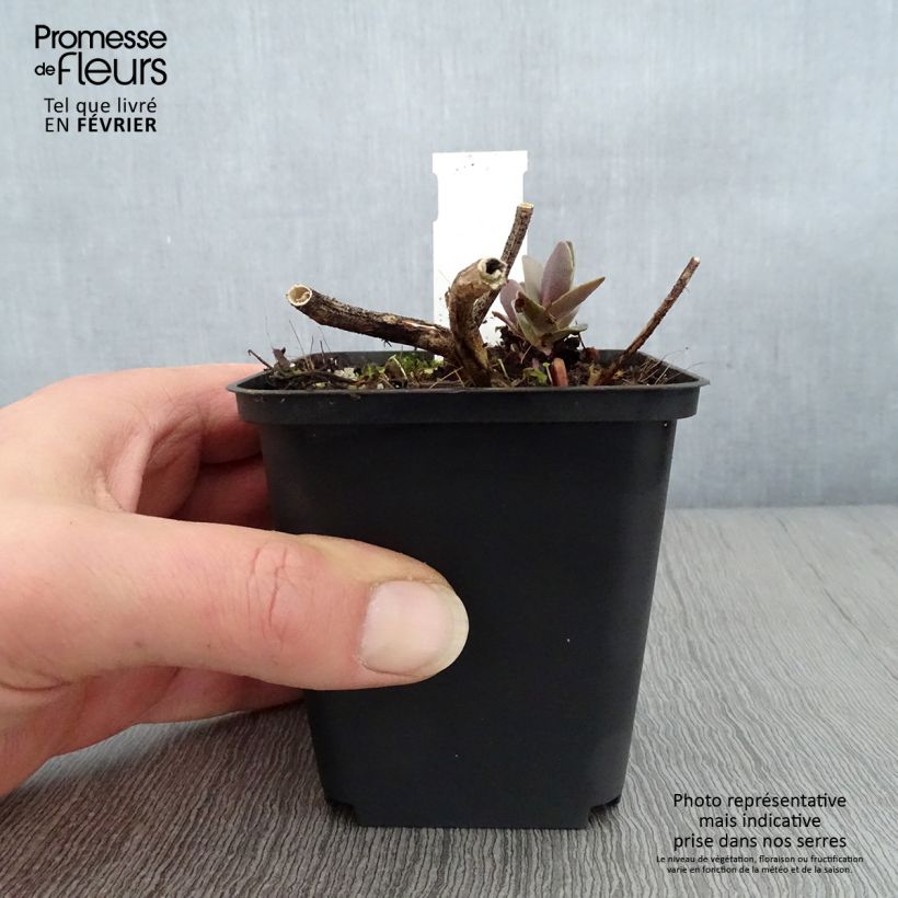 Esimerkki talvella toimitetusta Syysmaksaruoho Twinkling Star 8/9 cm taimiruukku-taimesta