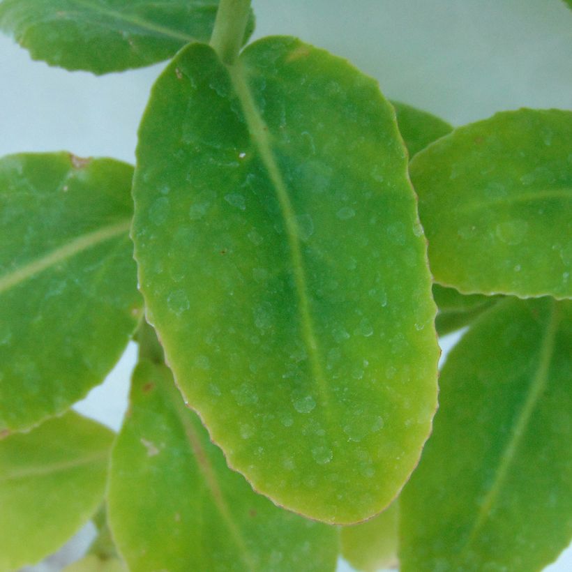 Syysmaksaruoho Yellow Xenox (Lehvistö)
