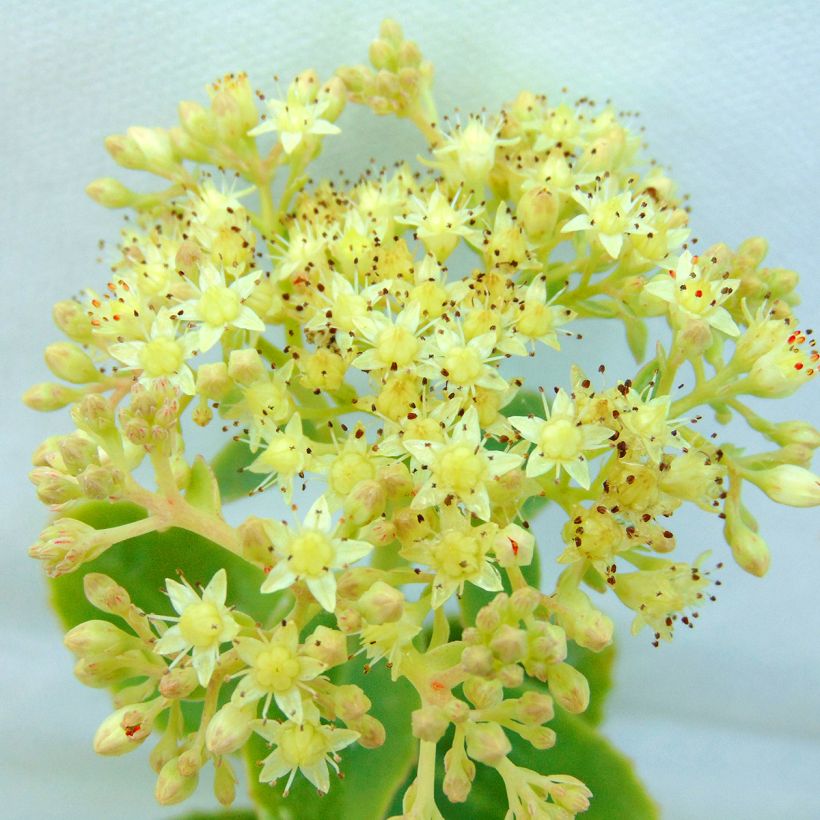 Syysmaksaruoho Yellow Xenox (Kukinta)