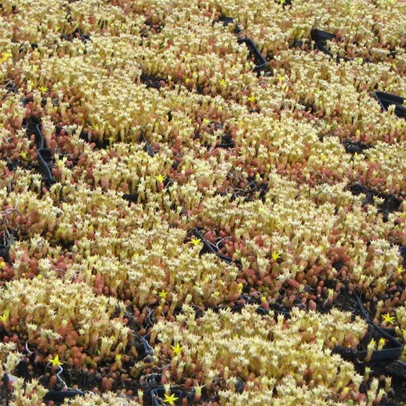Keltamaksaruoho Yellow Queen (Kasvutapa)