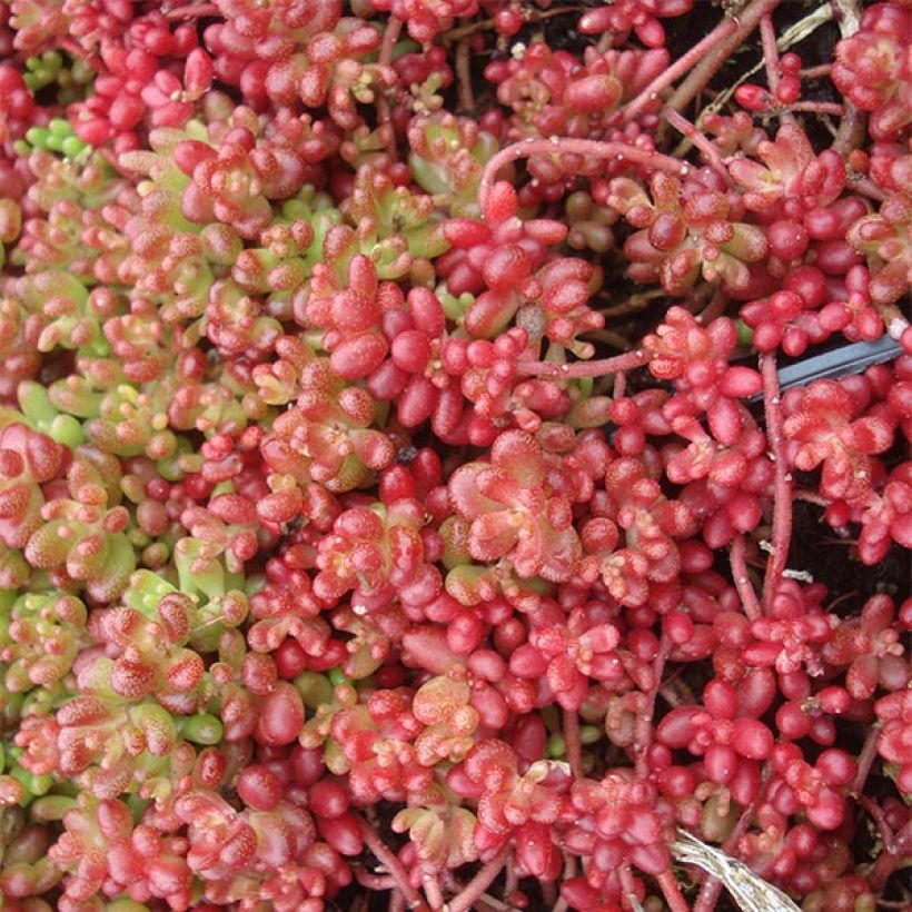 Valkomaksaruoho Coral Carpet (Kukinta)