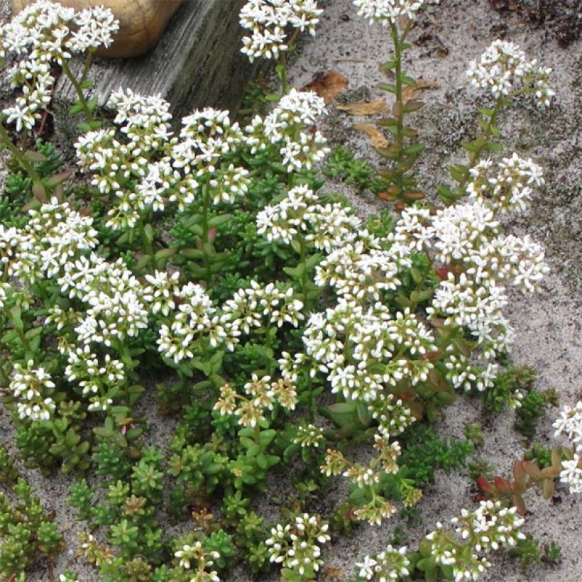 Valkomaksaruoho Coral Carpet (Kasvutapa)
