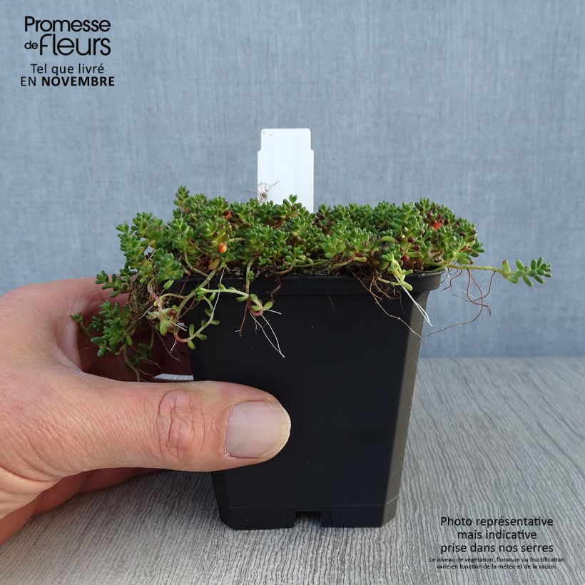 Esimerkki syksyllä toimitetusta Valkomaksaruoho Coral Carpet 8/9 cm taimiruukku-taimesta