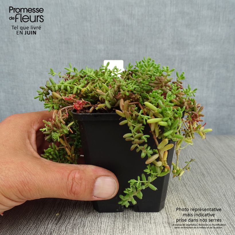 Esimerkki kesällä toimitetusta Valkomaksaruoho Coral Carpet Taimiruukku 8/9 cm-taimesta