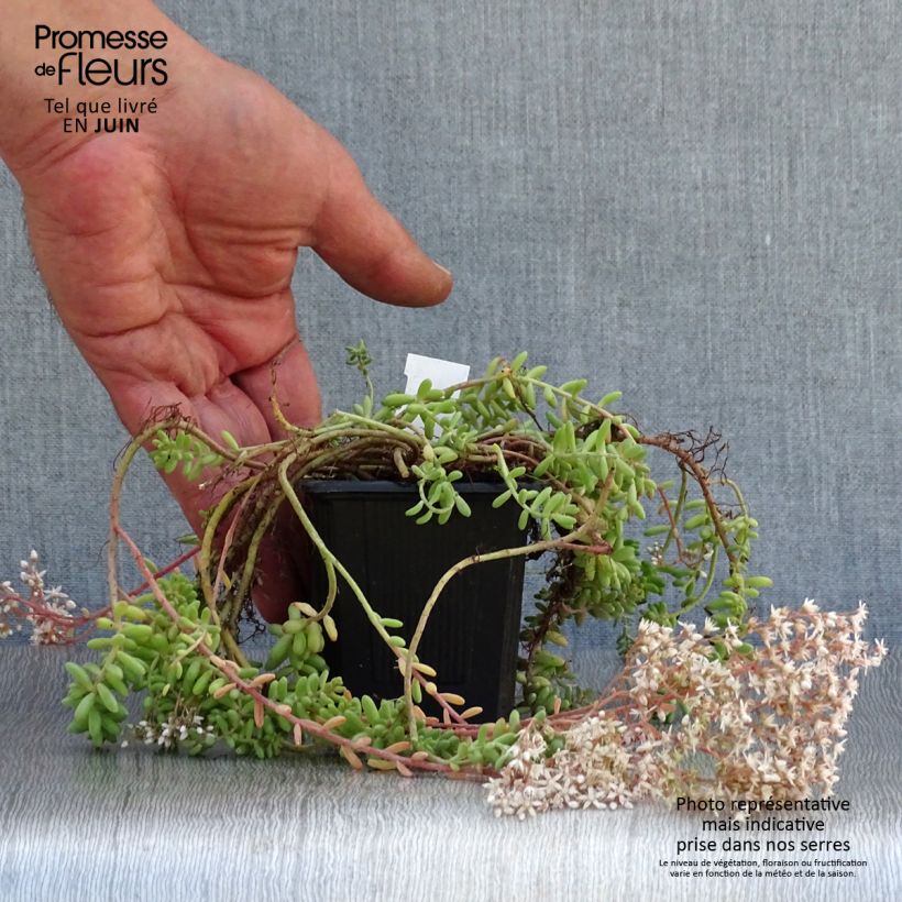 Esimerkki kesällä toimitetusta Valkomaksaruoho - Sedum album var. murale Taimiruukku 8/9 cm-taimesta