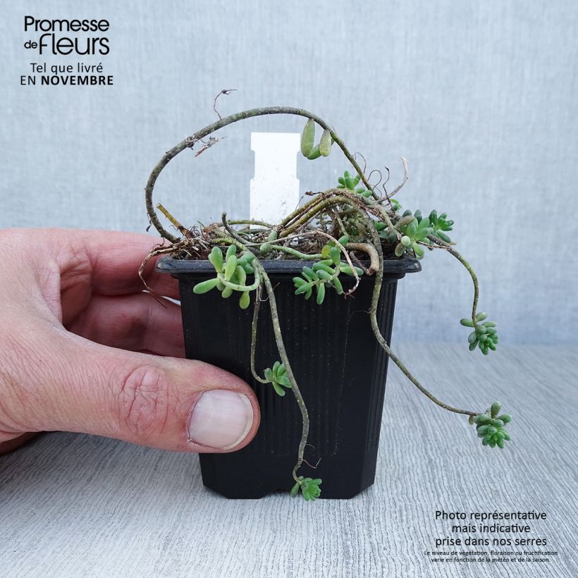 Esimerkki syksyllä toimitetusta Valkomaksaruoho - Sedum album var. murale 8/9 cm taimiruukku-taimesta