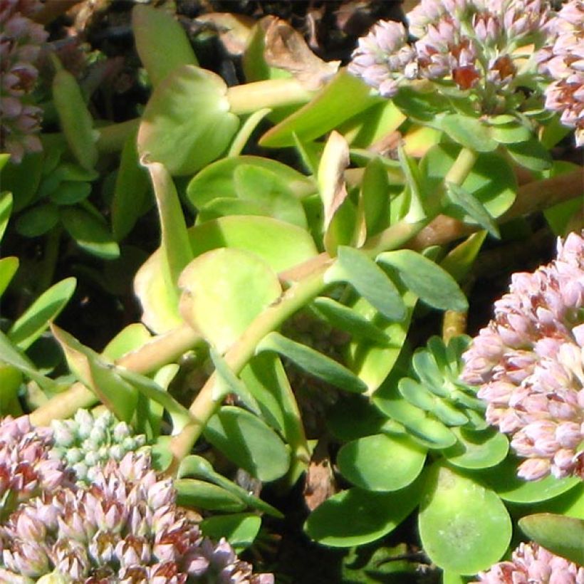 Mykerömaksaruoho - Sedum anacampseros (Lehvistö)