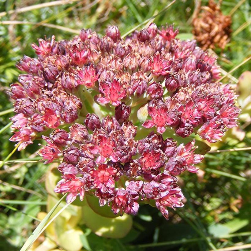 Mykerömaksaruoho - Sedum anacampseros (Kukinta)