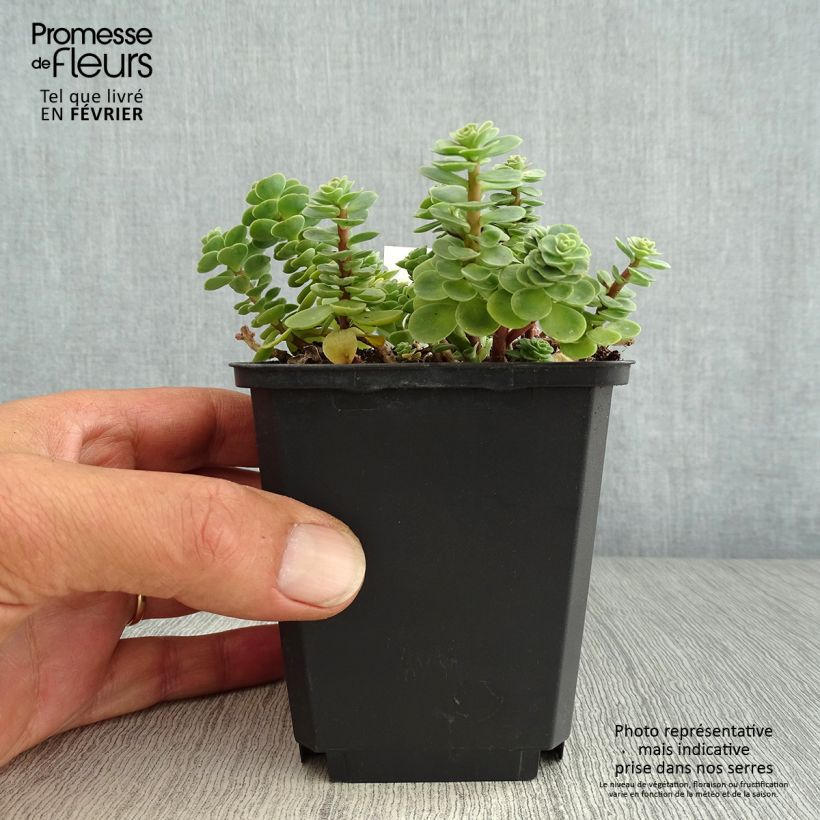 Esimerkki syksyllä toimitetusta Mykerömaksaruoho - Sedum anacampseros 8/9 cm taimiruukku-taimesta