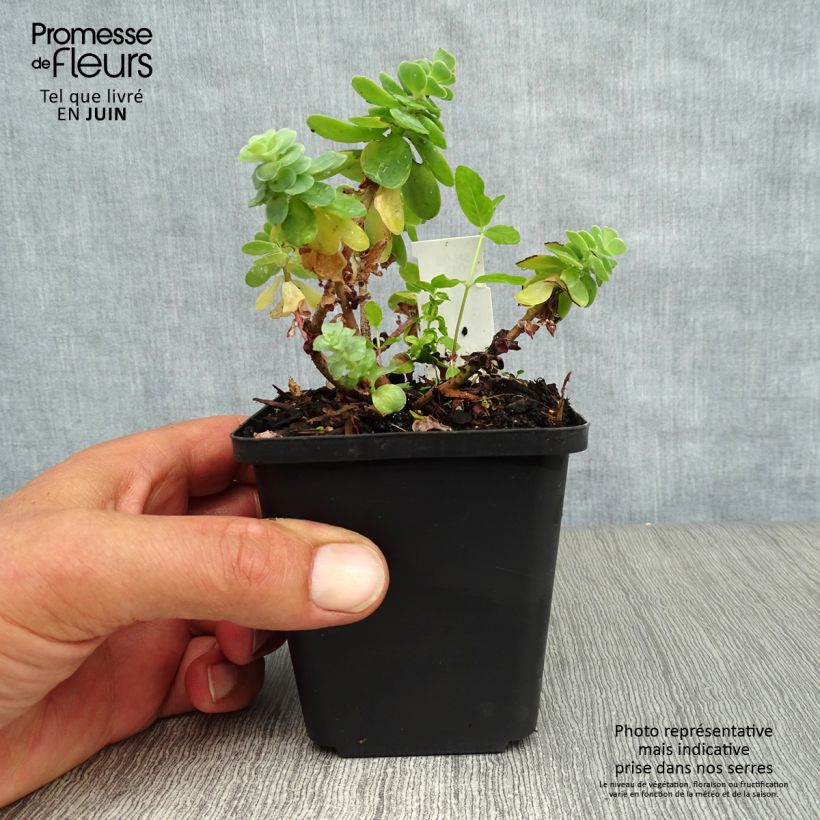 Esimerkki kesällä toimitetusta Mykerömaksaruoho - Sedum anacampseros Godet de 8/9 cm-taimesta