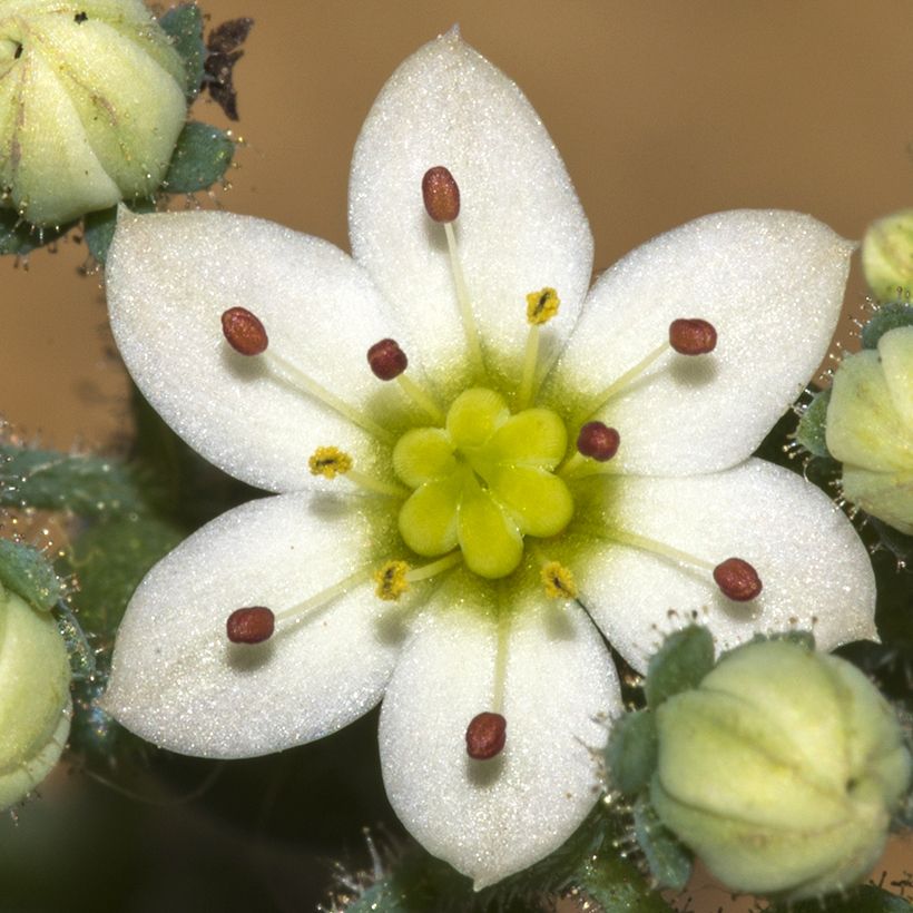 Nukkamaksaruoho - Sedum dasyphyllum (Kukinta)