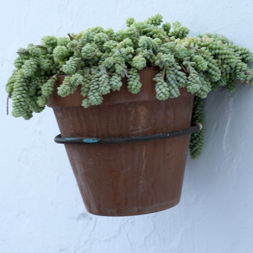 Nukkamaksaruoho - Sedum dasyphyllum (Kasvutapa)