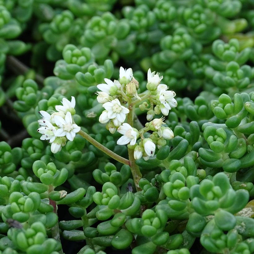 Helmimaksaruoho - Sedum divergens (Kukinta)