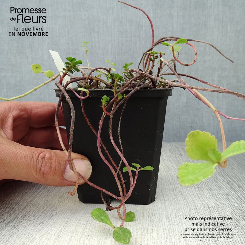 Esimerkki syksyllä toimitetusta Kamtsatkanmaksaruoho - Sedum kamtchaticum 8/9 cm taimiruukku-taimesta