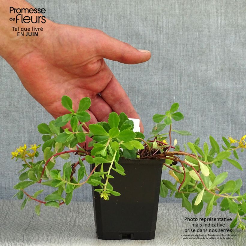 Esimerkki kesällä toimitetusta Kamtsatkanmaksaruoho - Sedum kamtchaticum Taimiruukku 8/9 cm-taimesta