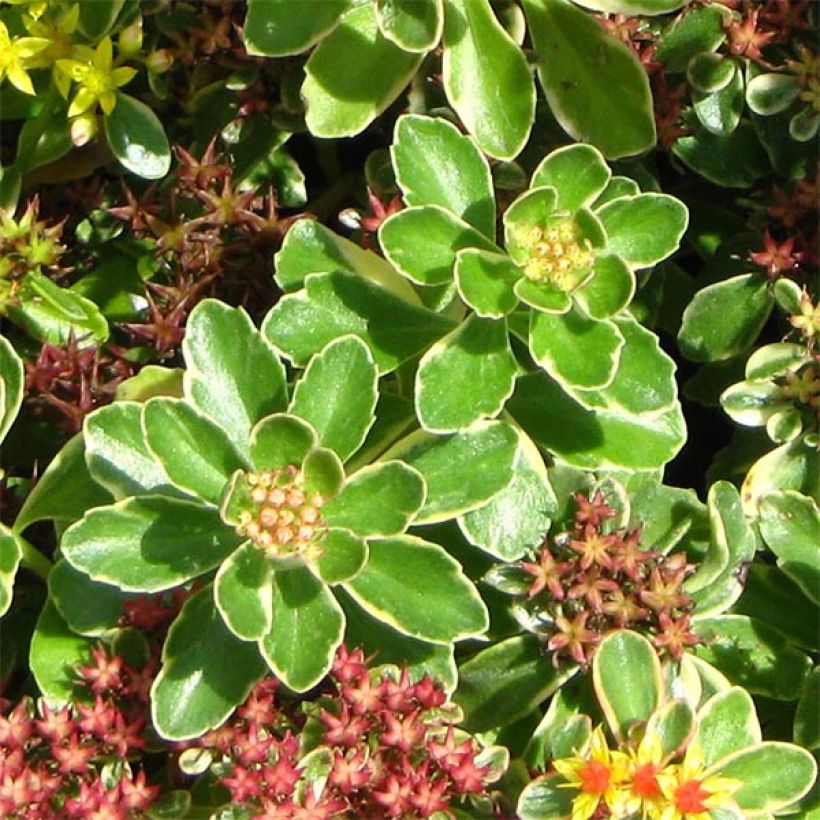 Kamtsatkanmaksaruoho Variegatum (Lehvistö)