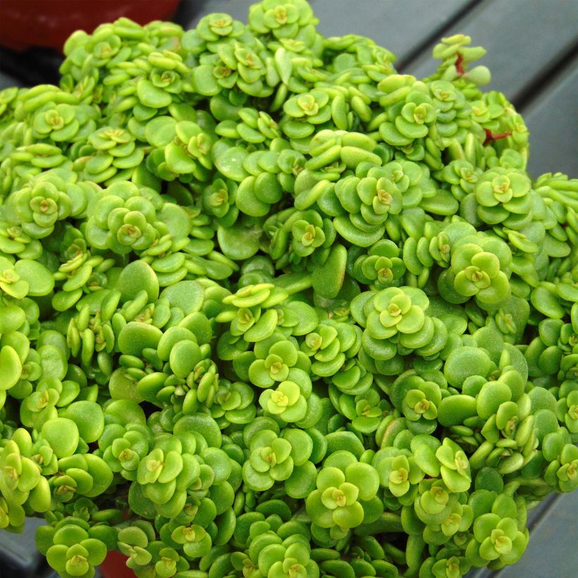 Maksaruoho Lime (Lehvistö)