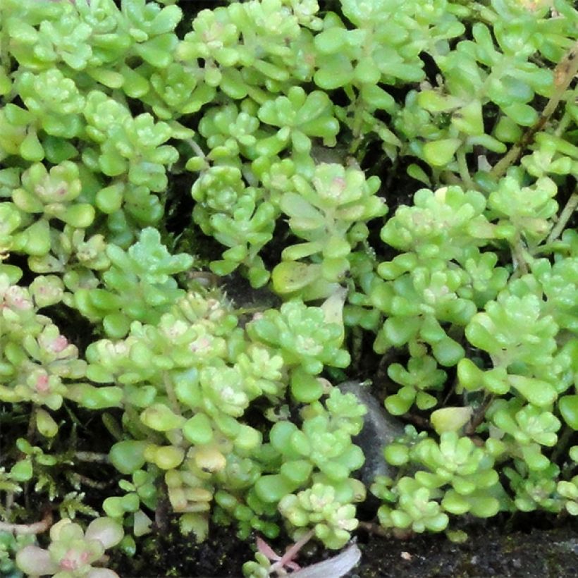 Hohtomaksaruoho - Sedum oreganum (Lehvistö)
