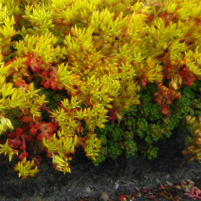 Hohtomaksaruoho - Sedum oreganum (Kasvutapa)