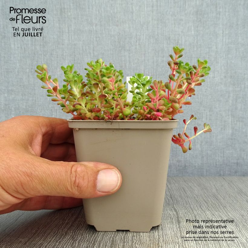 Esimerkki kesällä toimitetusta Hohtomaksaruoho - Sedum oreganum Godet de 8/9 cm-taimesta