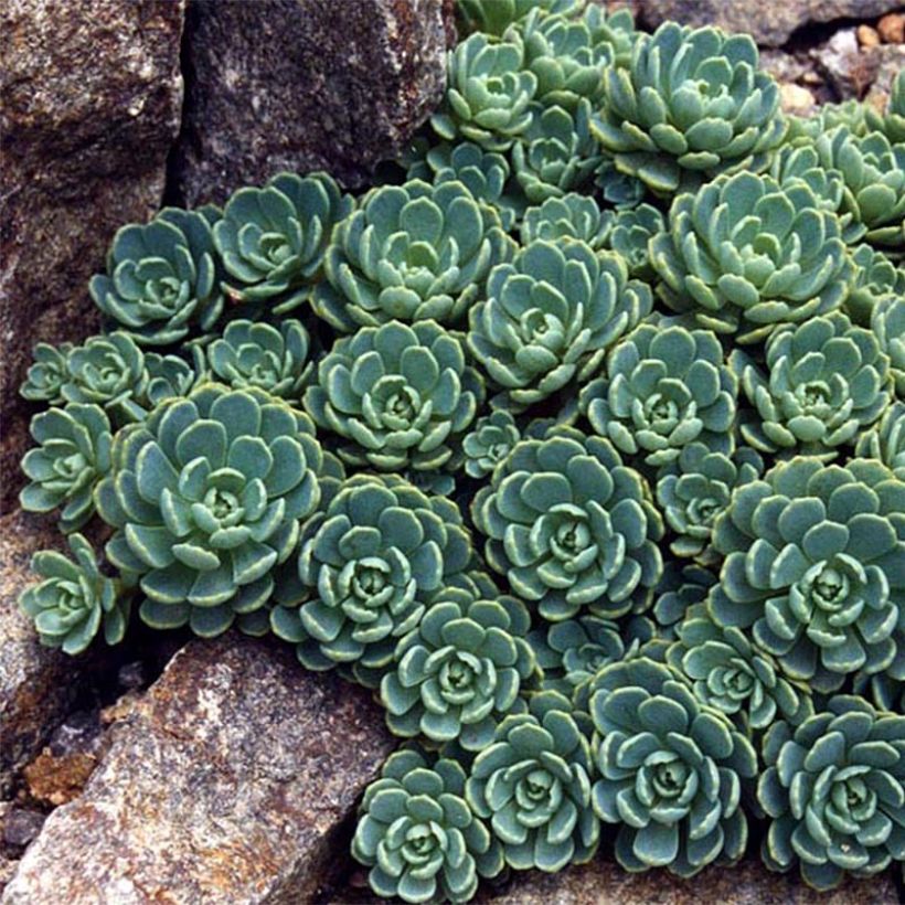 Himalajanmaksaruoho - Sedum pachyclados (Lehvistö)