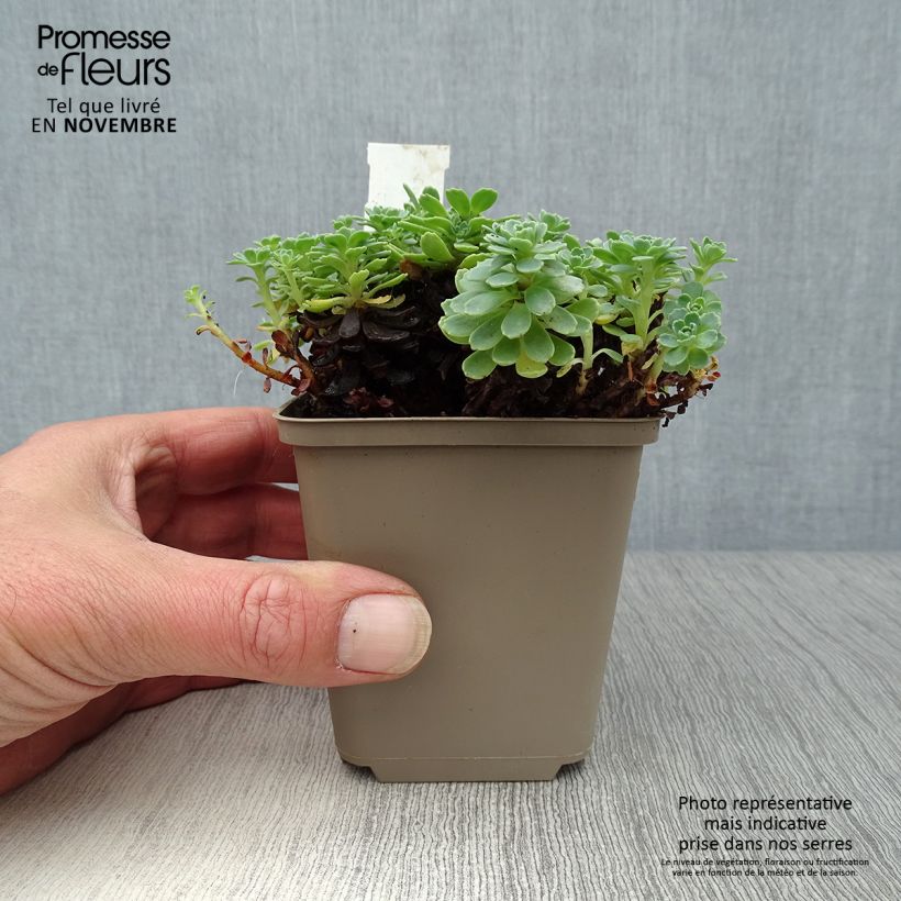 Esimerkki syksyllä toimitetusta Himalajanmaksaruoho - Sedum pachyclados 8/9 cm taimiruukku-taimesta