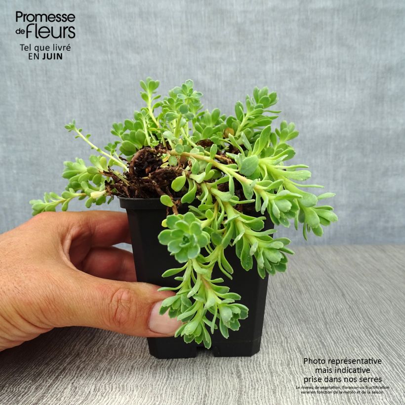 Esimerkki kesällä toimitetusta Himalajanmaksaruoho - Sedum pachyclados Godet de 8/9 cm-taimesta
