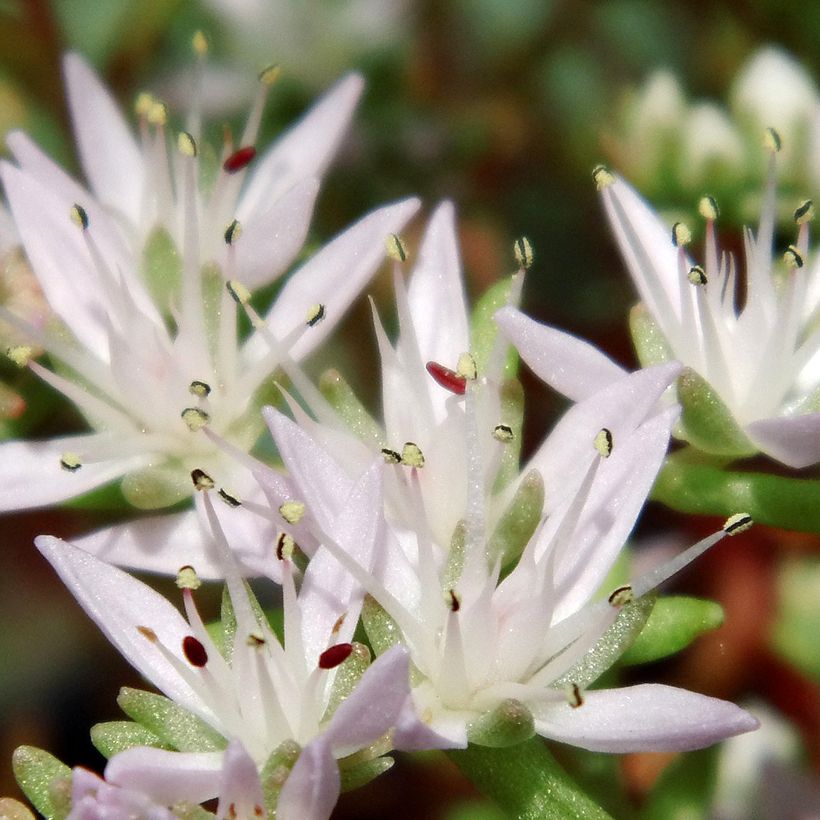 Neidonmaksaruoho - Sedum pulchellum (Kukinta)