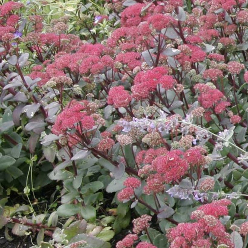 Syysmaksaruoho Red Cauli (Kasvutapa)