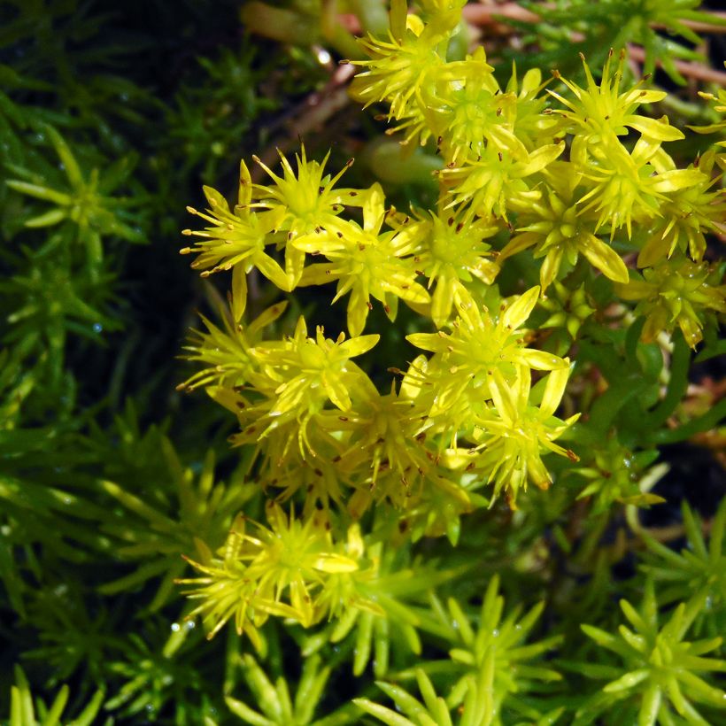 Kalliomaksaruoho Angelina (Kukinta)