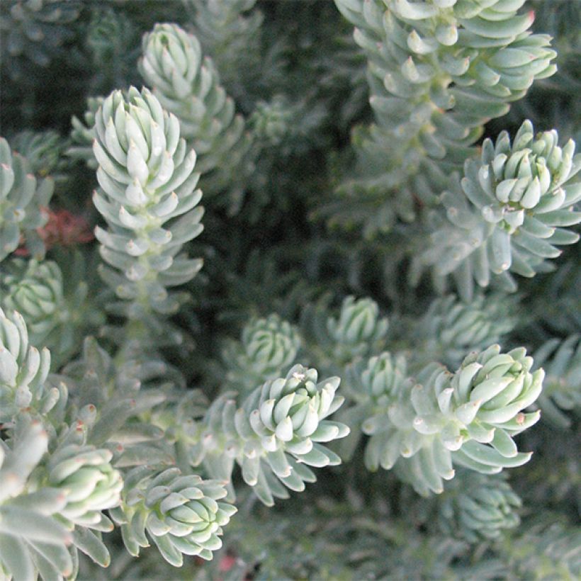 Kalliomaksaruoho Blue Spruce (Lehvistö)