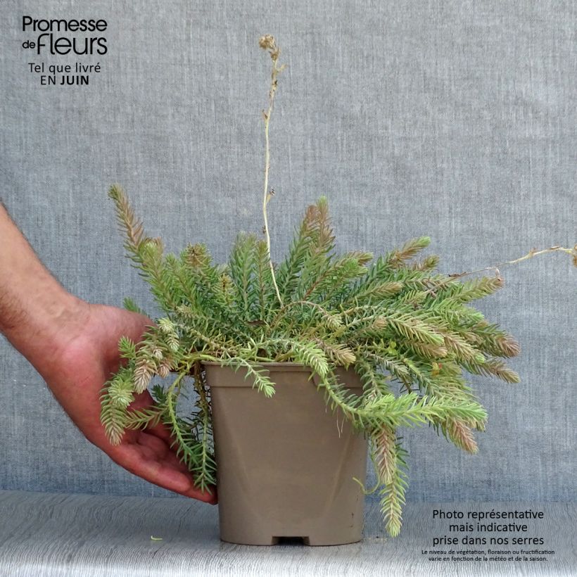 Esimerkki kesällä toimitetusta Kalliomaksaruoho Blue Spruce Pot de 2L/3L-taimesta