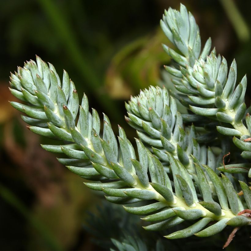 Kalliomaksaruoho - Sedum reflexum (Lehvistö)