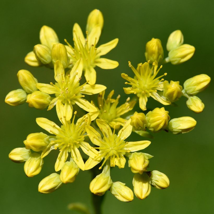 Kalliomaksaruoho - Sedum reflexum (Kukinta)
